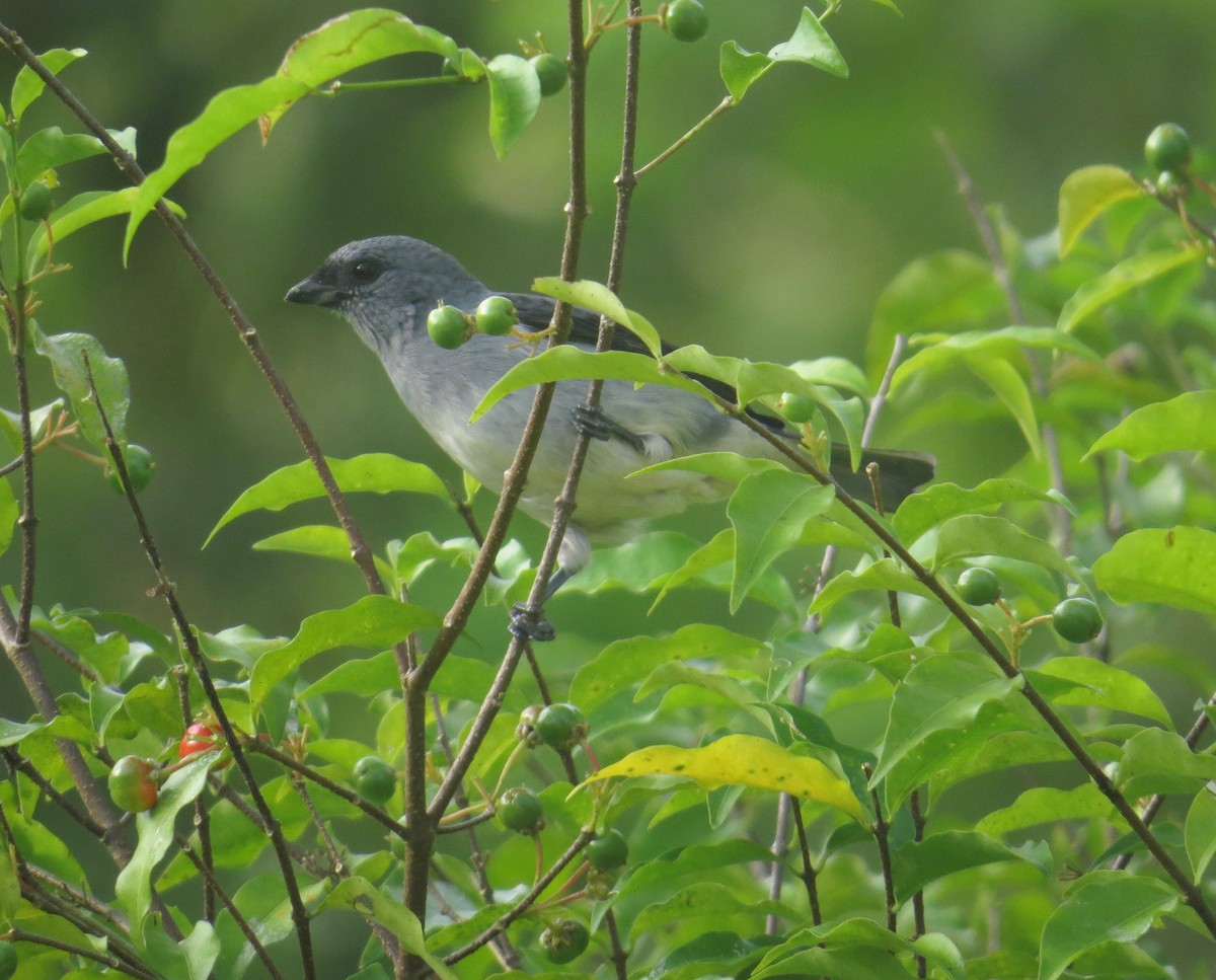 Plain-colored Tanager - ML39784811