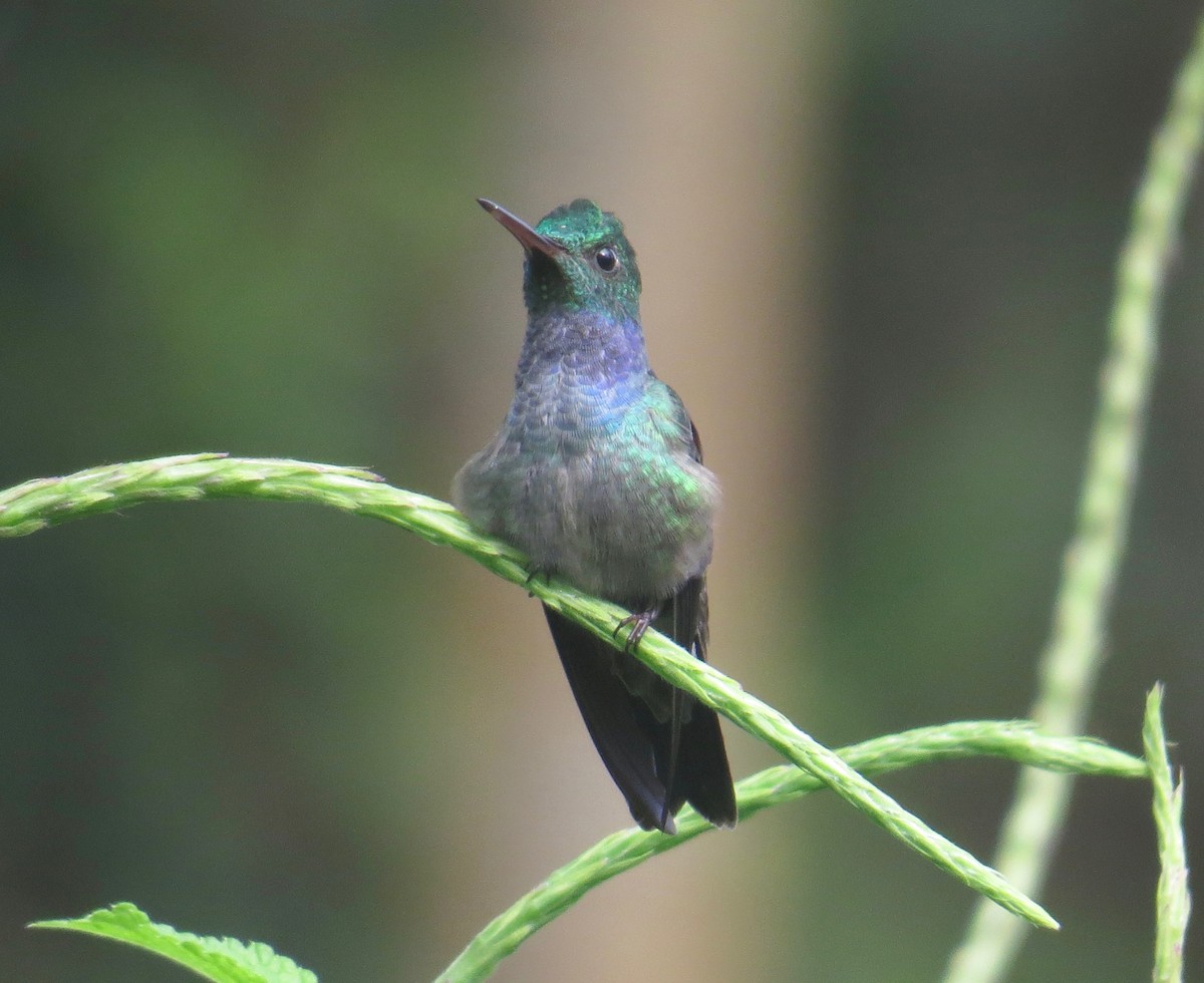 Blue-chested Hummingbird - Gerry Hawkins