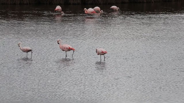 Chilean Flamingo - ML397852221