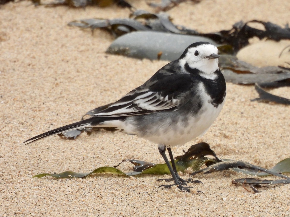 White Wagtail - Andrew Wappat