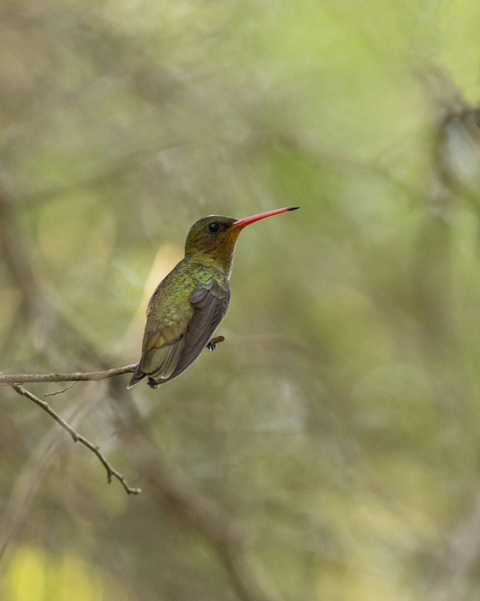 Gilded Hummingbird - Andrés Candia