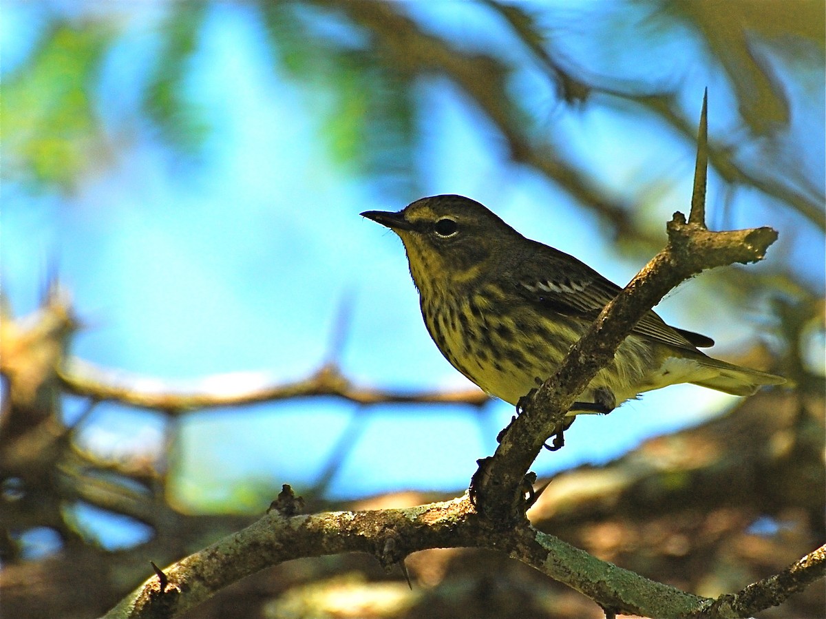 Cape May Warbler - ML39787261