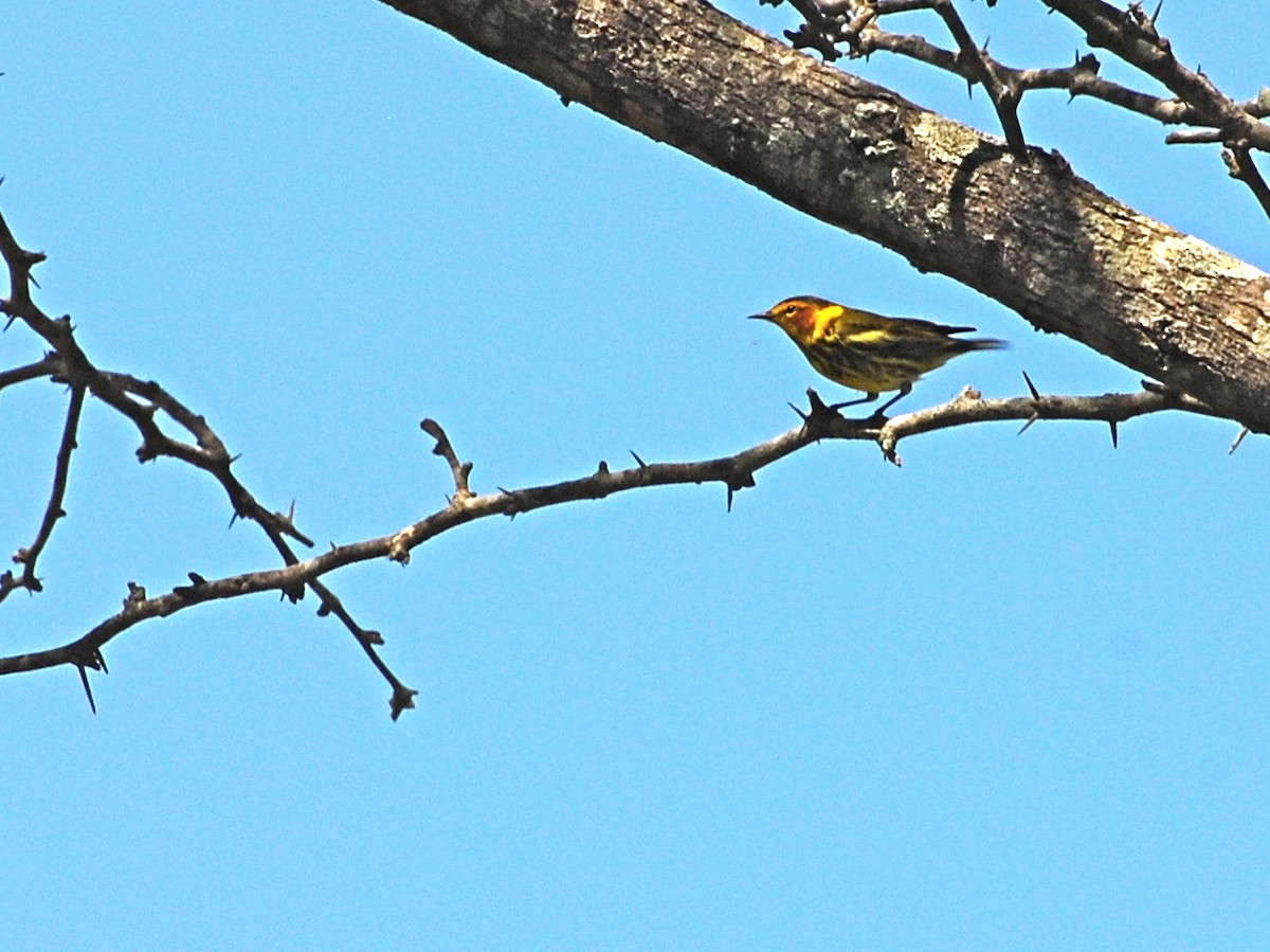Cape May Warbler - ML39787281