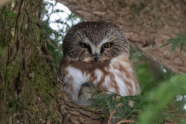 Northern Saw-whet Owl at Chilliwack by Chris McDonald