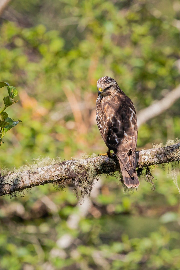 Broad-winged Hawk - Miguel Lezama - Tanager Tours