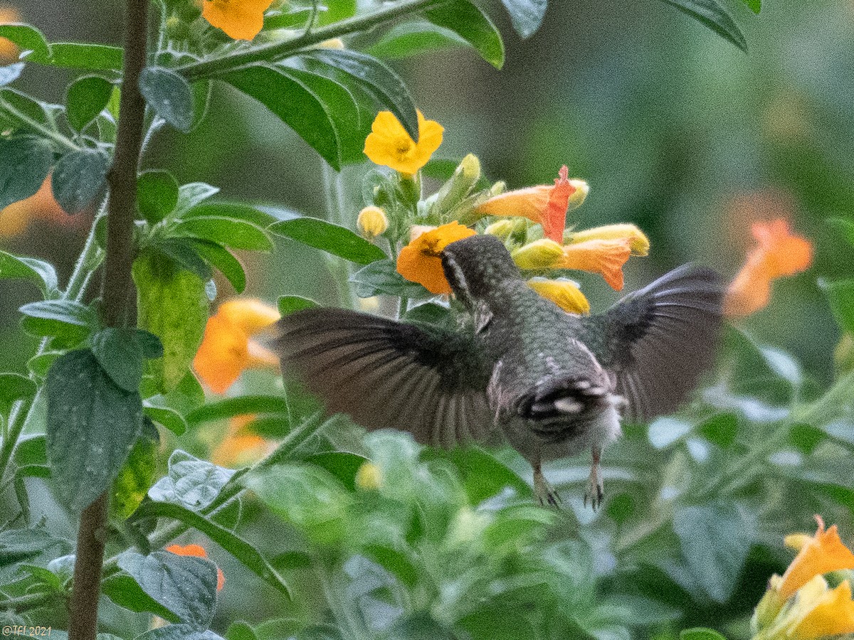 Speckled Hummingbird - ML397881151