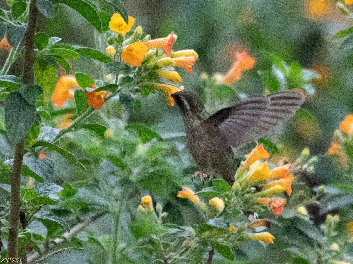 Speckled Hummingbird - ML397881161