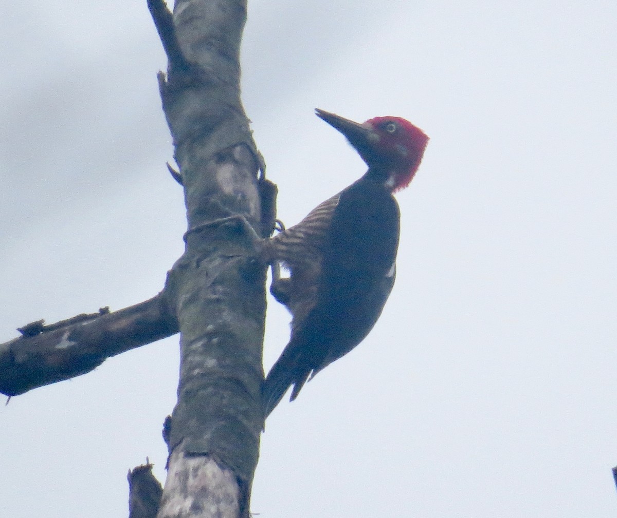 Crimson-crested Woodpecker - Gerry Hawkins