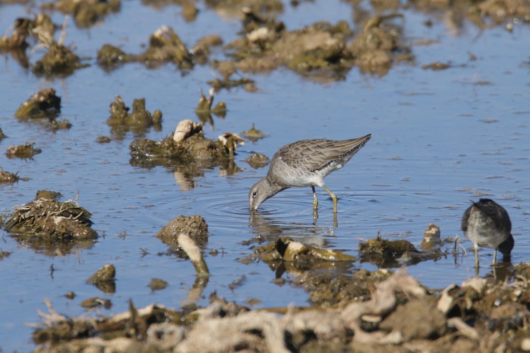 Long-billed Dowitcher - ML397882051