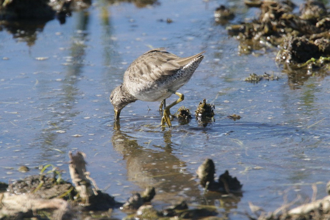 Long-billed Dowitcher - ML397882211