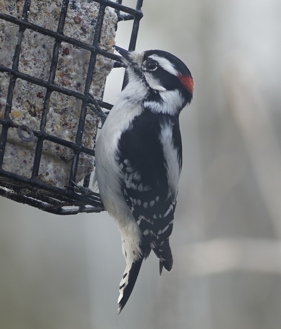 Downy Woodpecker (Eastern) - ML397886701