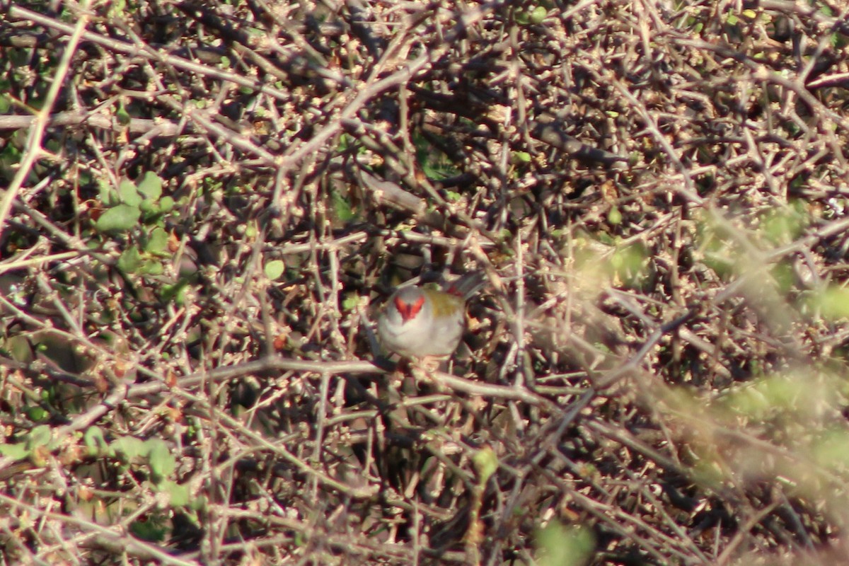 Red-browed Firetail - ML397893311