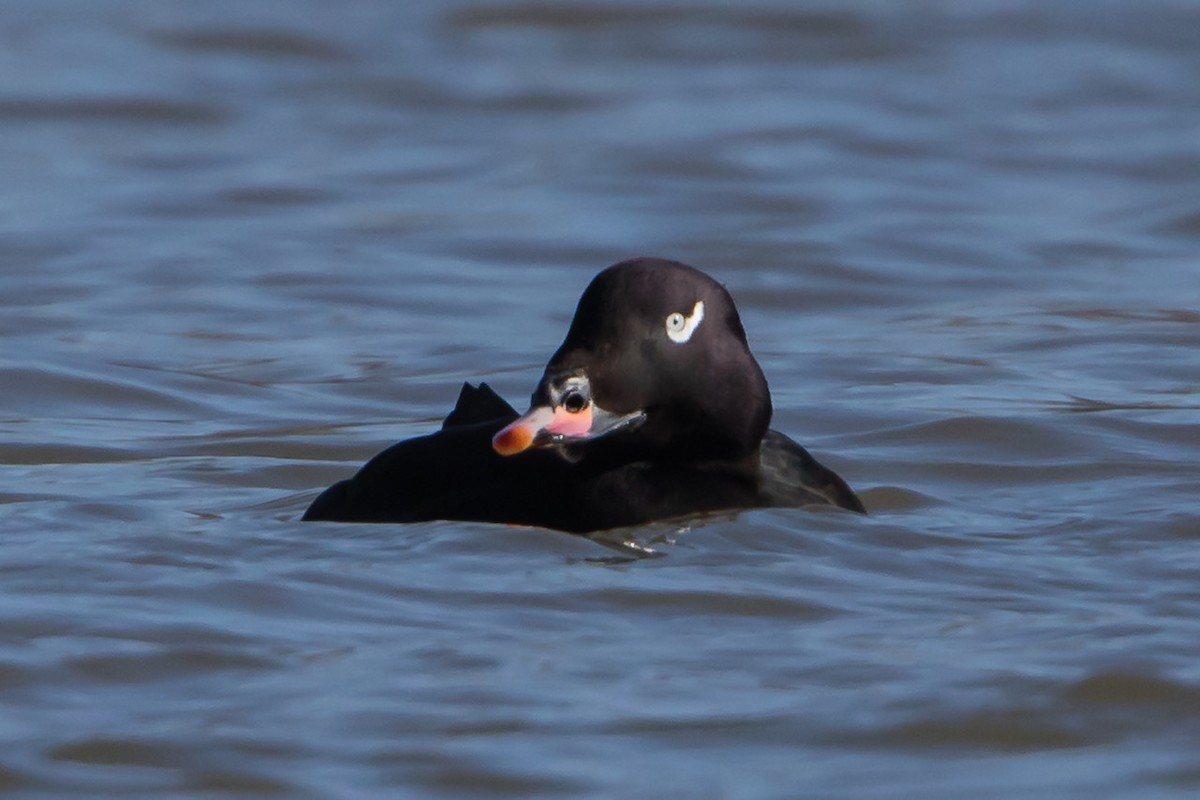 White-winged Scoter - Terry Crabe