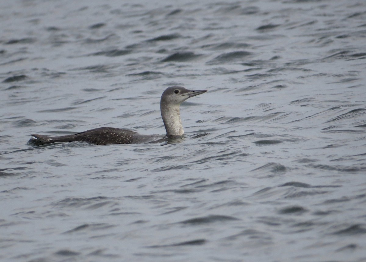 Red-throated Loon - ML39789431