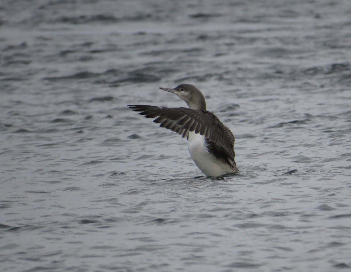 Red-throated Loon - ML39789451