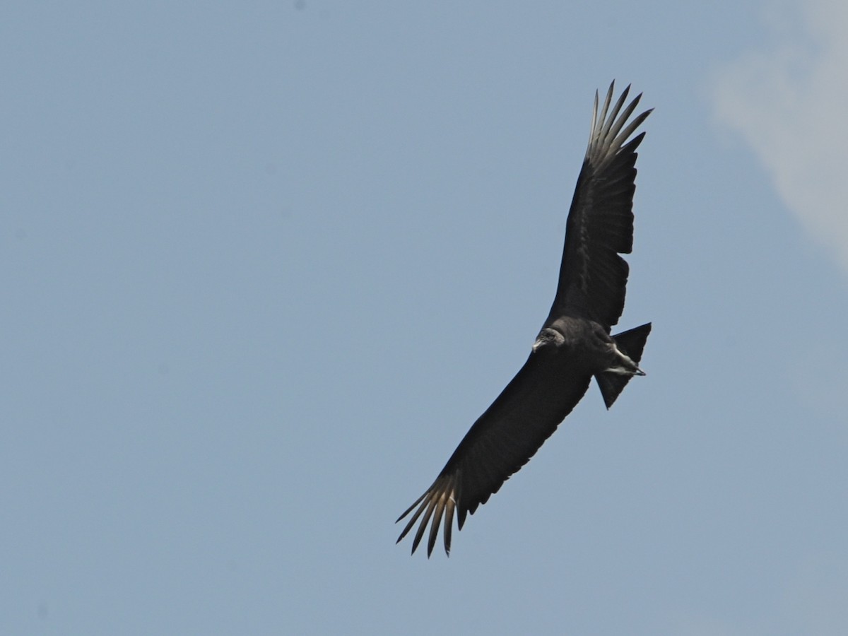 Black Vulture - Alan Van Norman