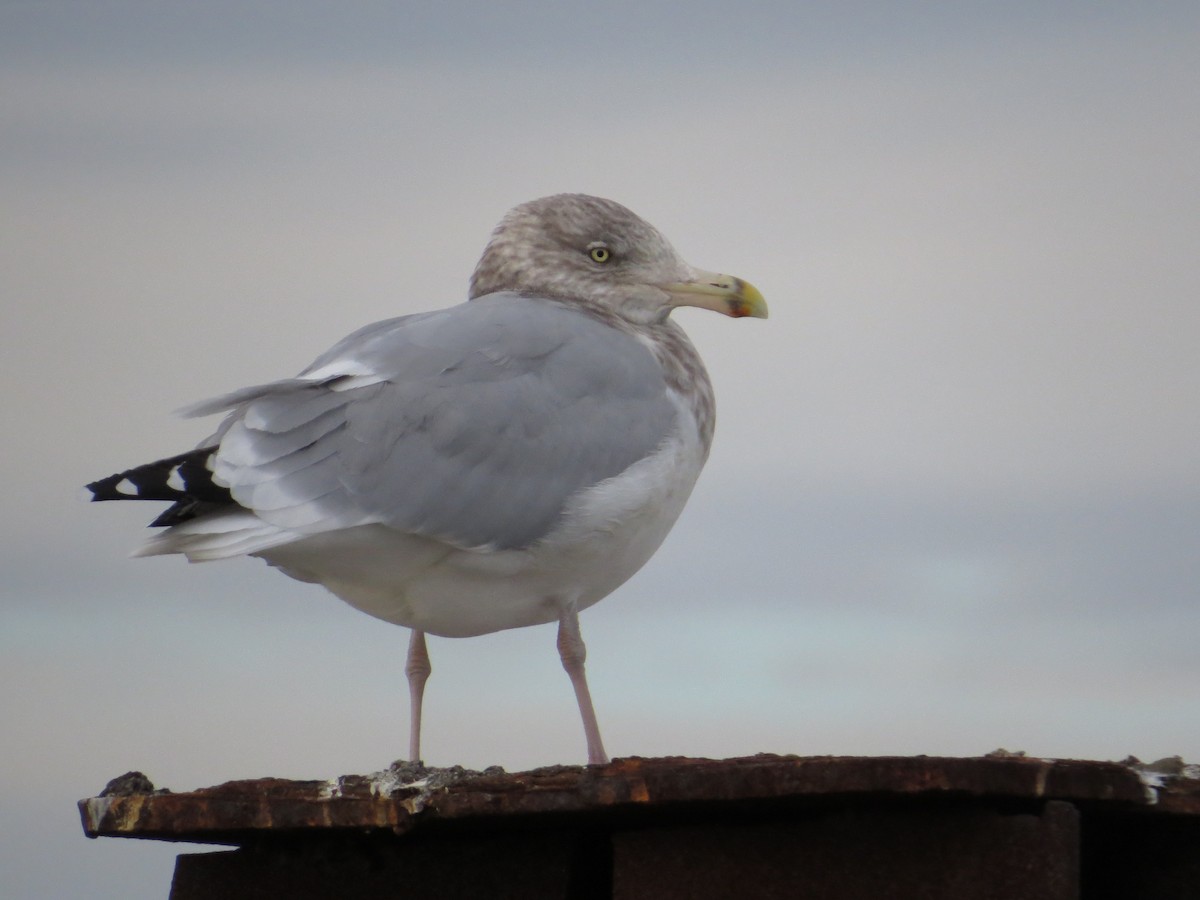 Herring Gull (American) - ML39789531