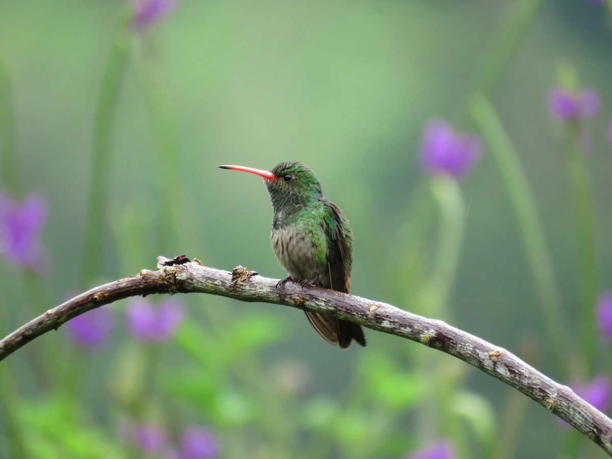 Rufous-tailed Hummingbird - ML397896651