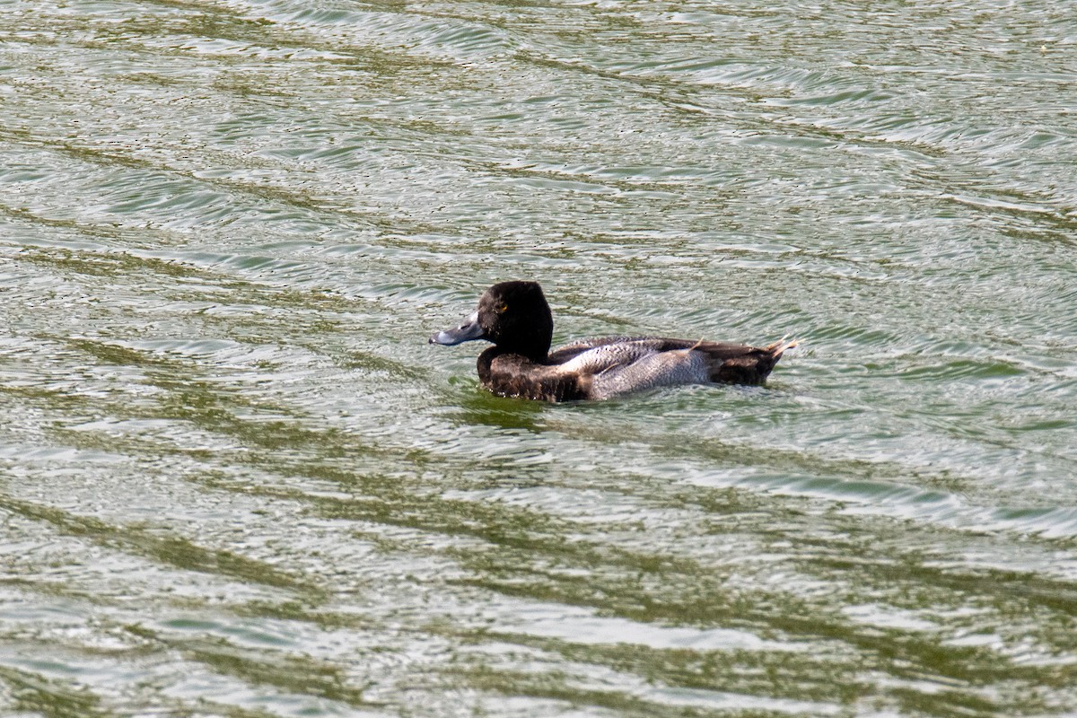 Greater Scaup - Peter Rigsbee