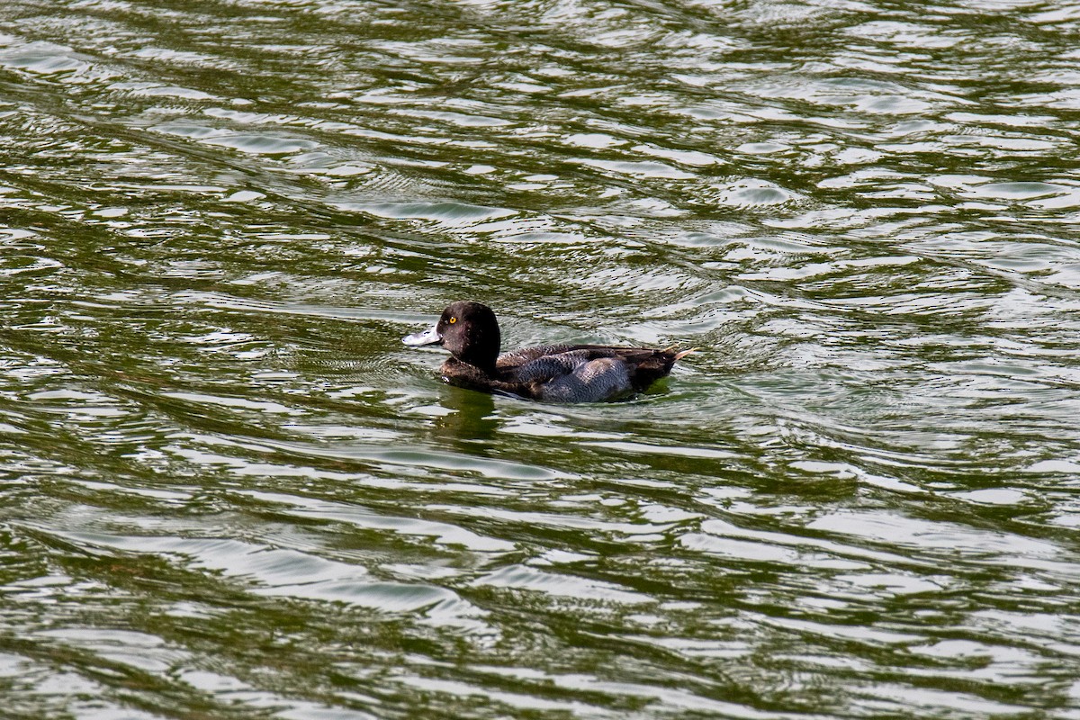 Greater Scaup - ML397898561
