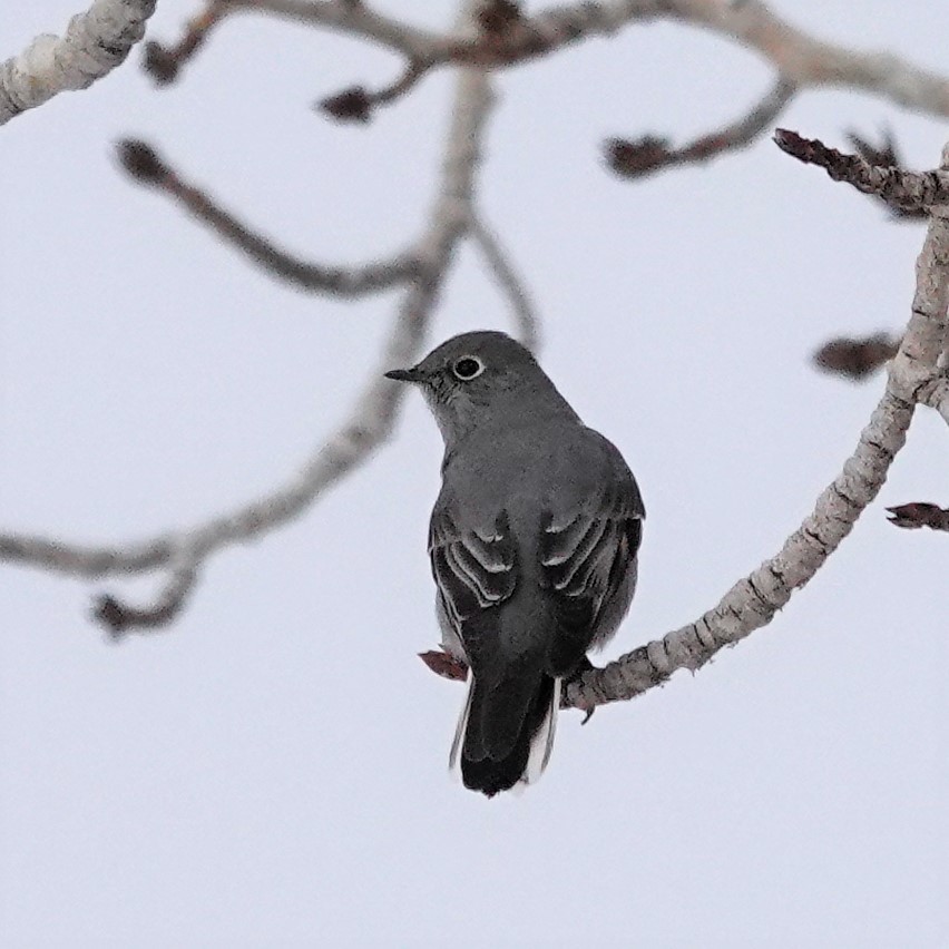 Townsend's Solitaire - Lorrie Anderson