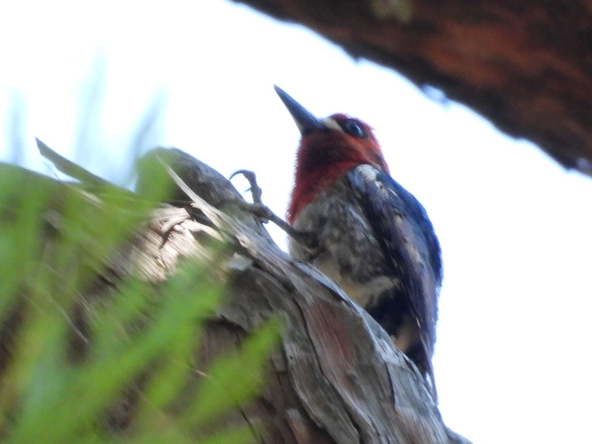 Red-breasted Sapsucker - ML397900171