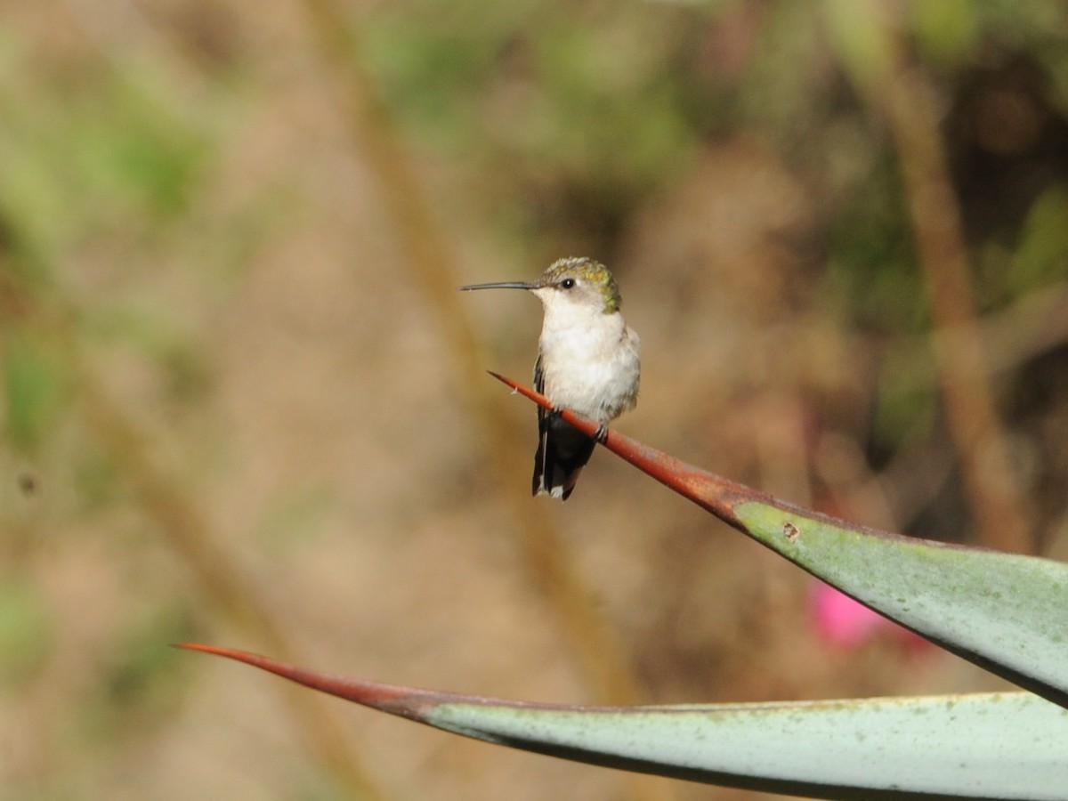 Ruby-throated Hummingbird - Alan Van Norman