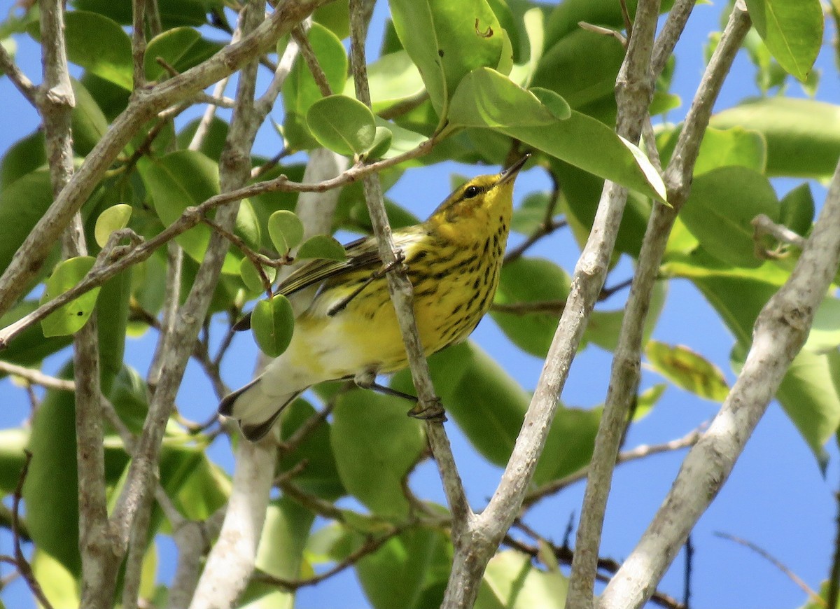 Cape May Warbler - ML397902811