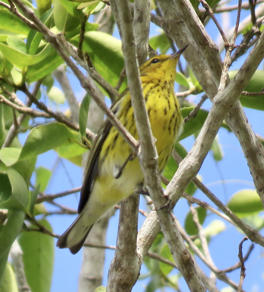 Cape May Warbler - ML397902831