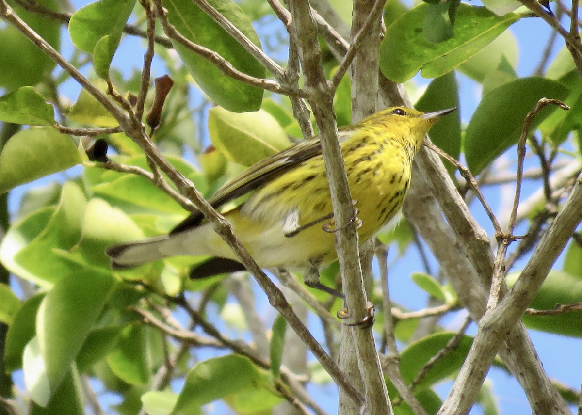 Cape May Warbler - ML397902841