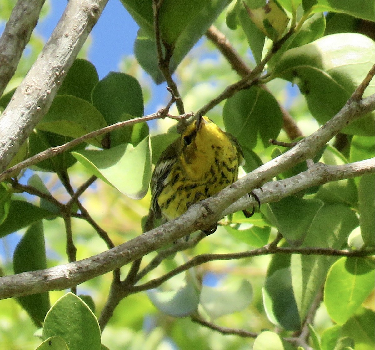 Cape May Warbler - ML397902871