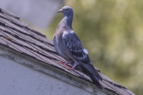 Rock Pigeon - eBird