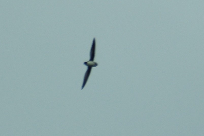Papuan Spinetailed Swift - ML397906501
