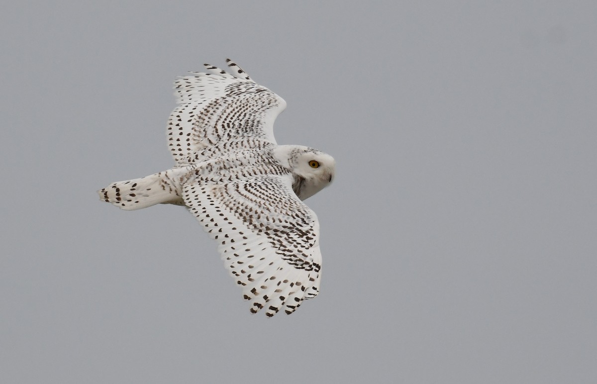 Snowy Owl - ML397907081