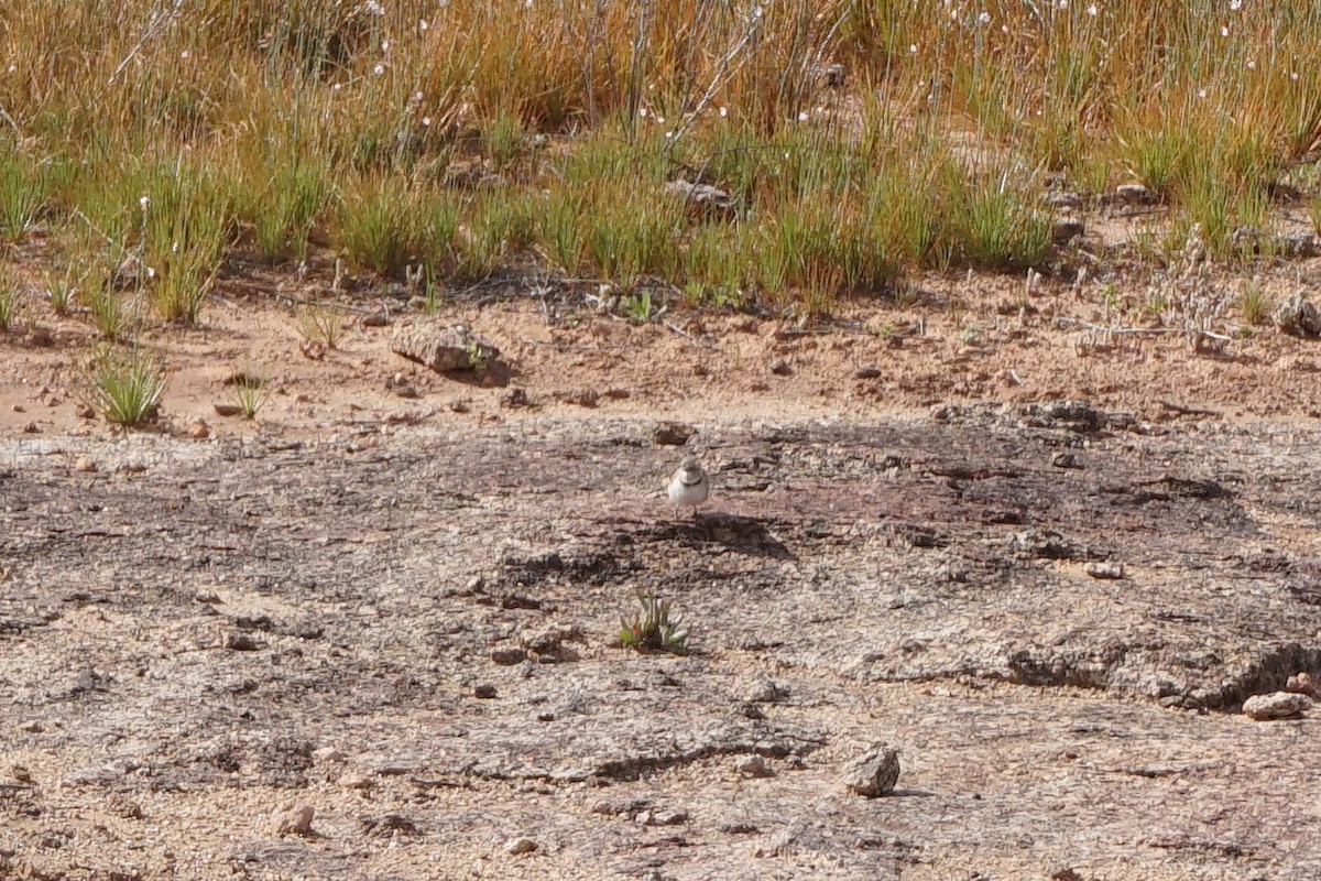 White-fronted Chat - ML397907221