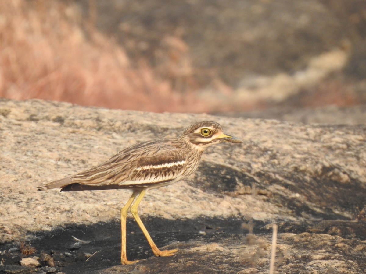 Indian Thick-knee - ML397908491