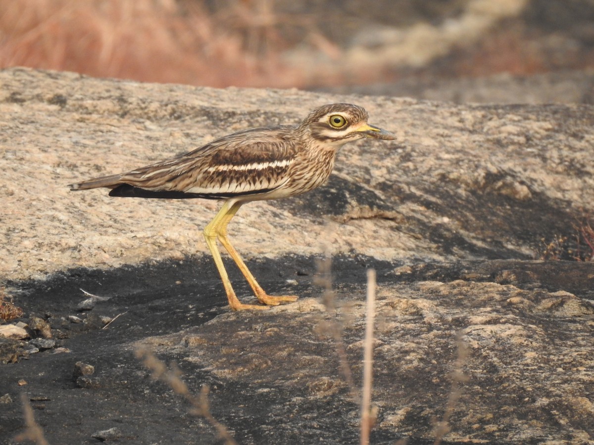 Indian Thick-knee - ML397908521