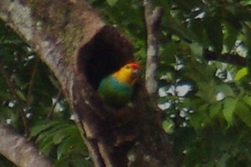 Large Fig-Parrot - ML397912241