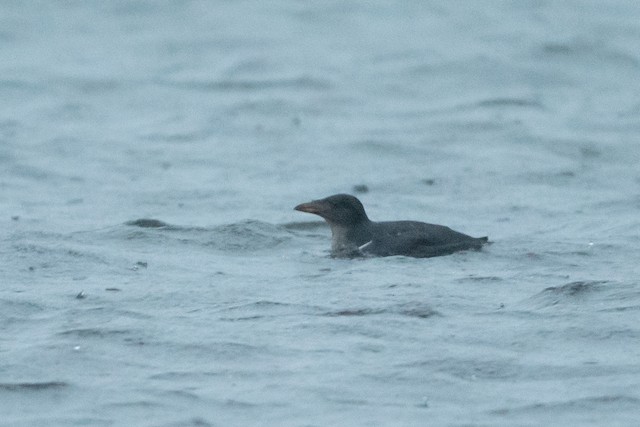 Rhinoceros Auklet