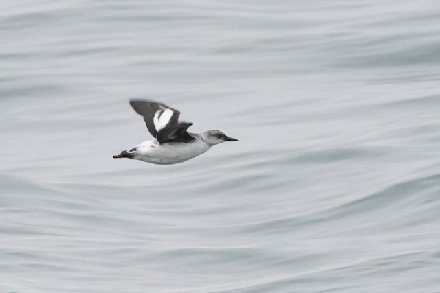 Pigeon Guillemot