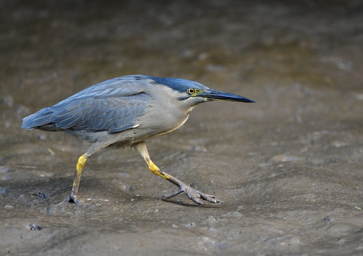 Striated Heron - Andy Gee
