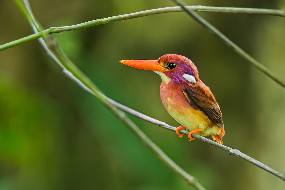 Philippine Dwarf-Kingfisher - ML397921221