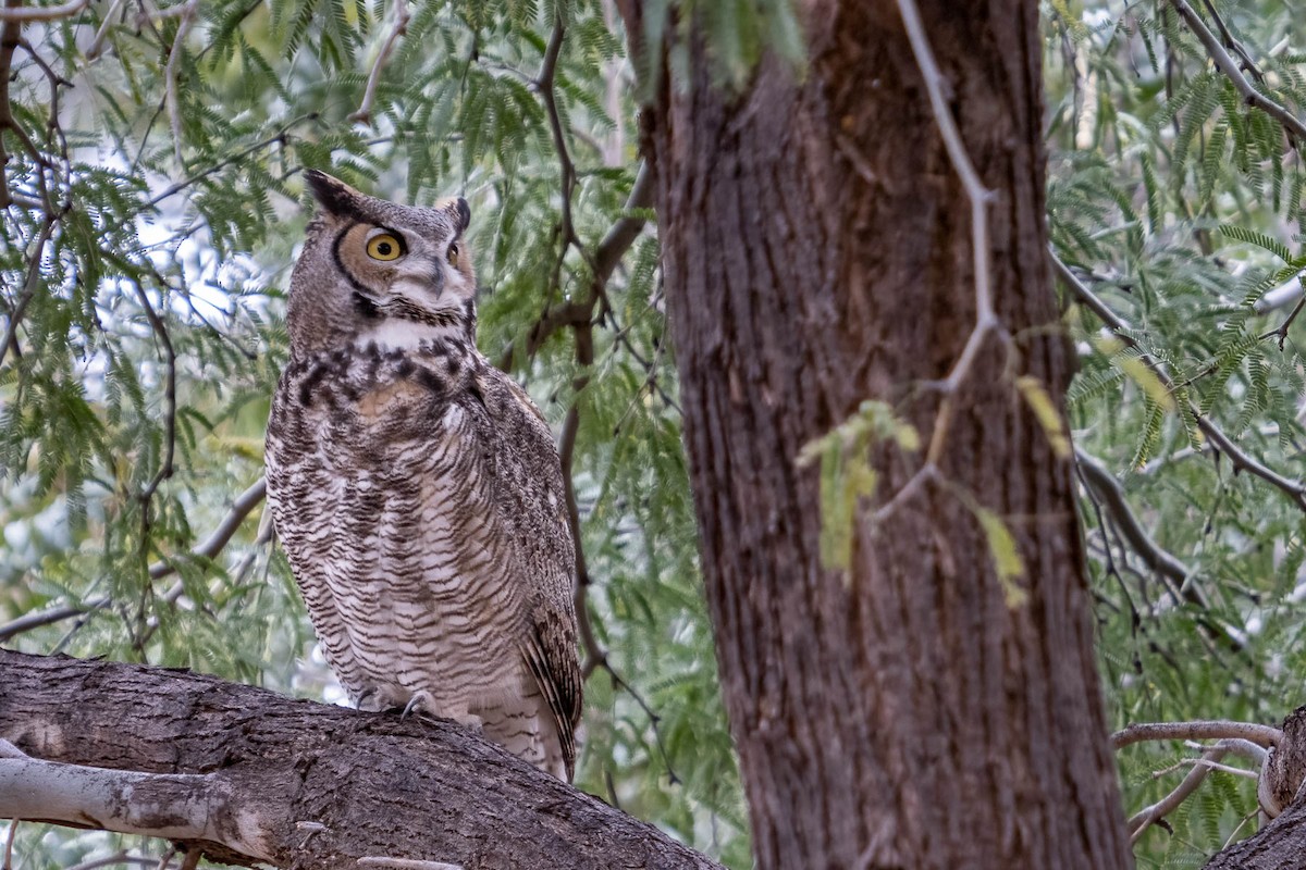 Great Horned Owl - ML397923271