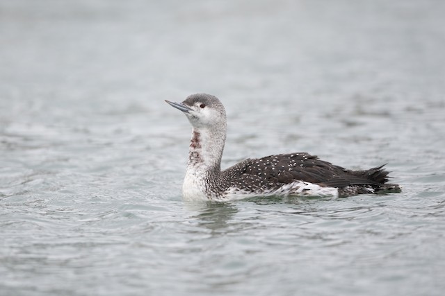 Red-throated Loon