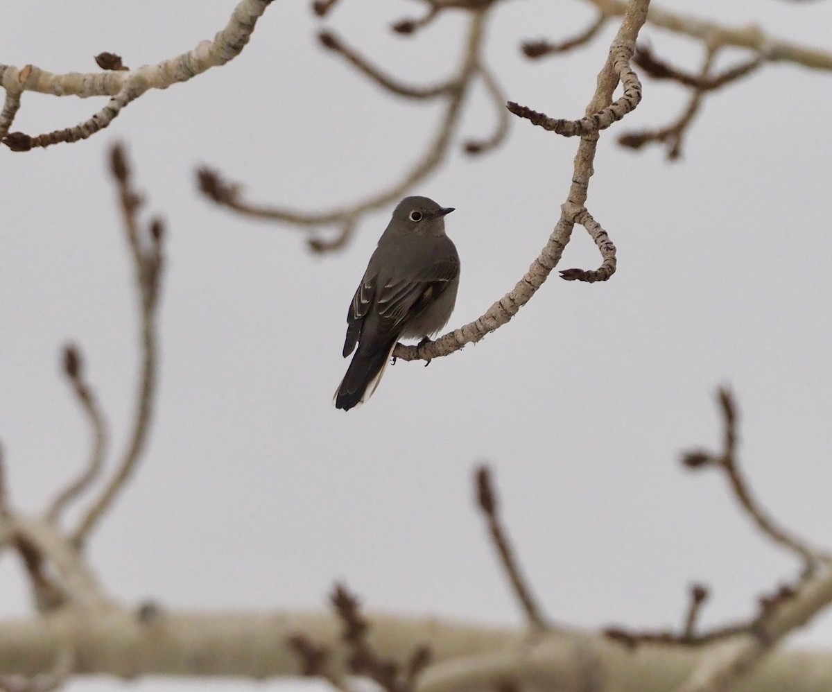Townsend's Solitaire - ML397928281