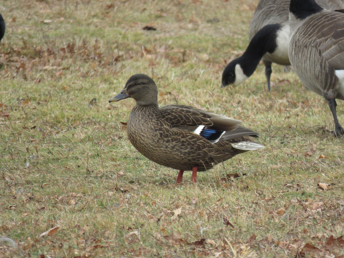 Mallard x American Black Duck (hybrid) - ML397929511