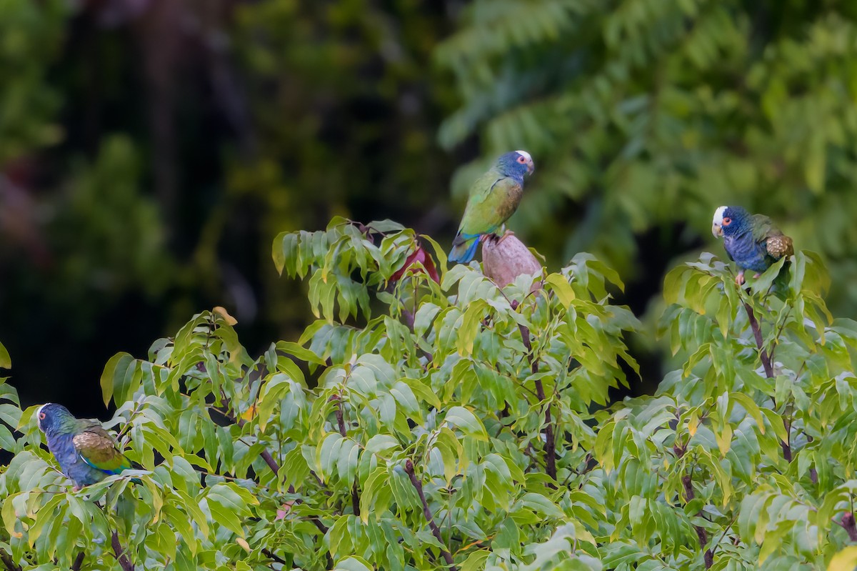 White-crowned Parrot - ML397937221