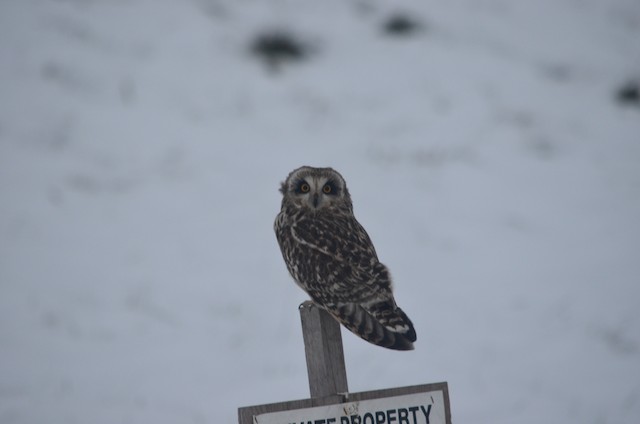 Short-eared Owl at Chilliwack--Banford Rd by Ed Klassen