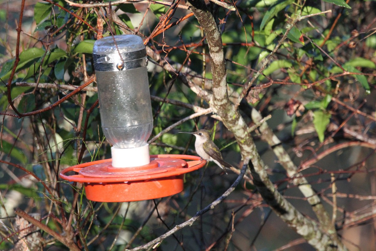 Ruby-throated Hummingbird - ML397941601