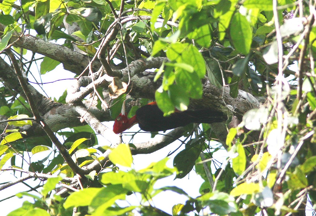 Red-necked Woodpecker - ML397943581